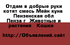 Отдам в добрые руки котят(смесь Мейн-куна) - Пензенская обл., Пенза г. Животные и растения » Кошки   